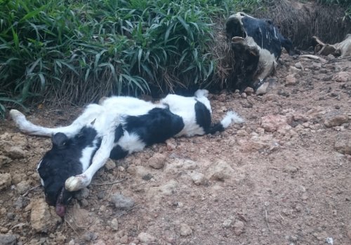 A dead calf and cow on a dairy farm in Australia.