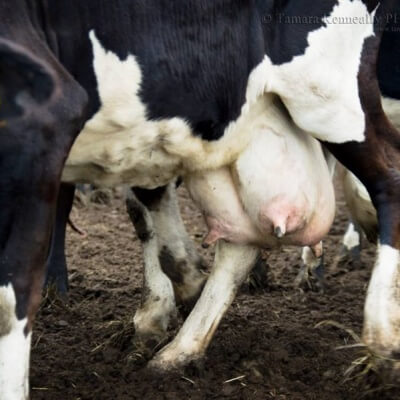 Dairy cow with engorged udder