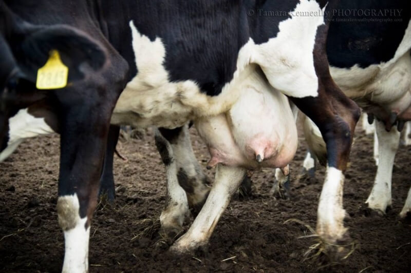 Dairy cow with engorged udder