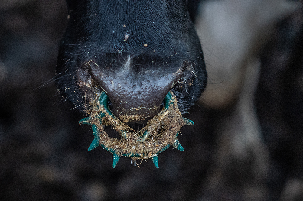 Calf with a nose ring.