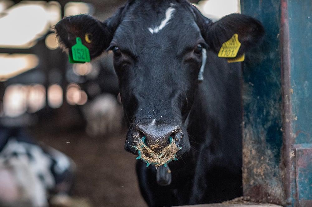 Calf with a nose ring.