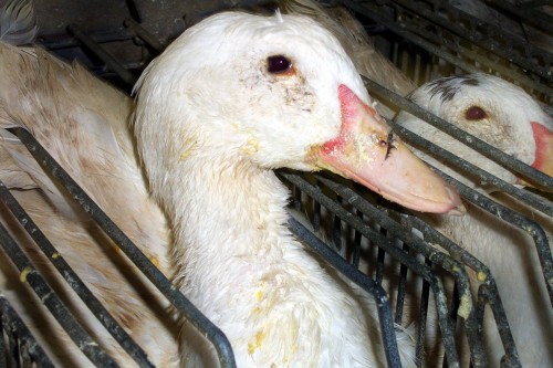 foie gras