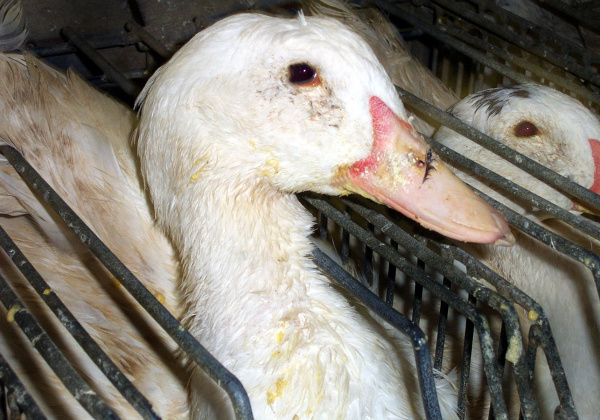 What to Do if You See Foie Gras on a Menu