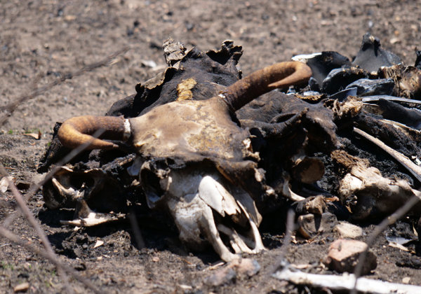 Australian Fire Aftermath: A Disaster Relief Road Trip