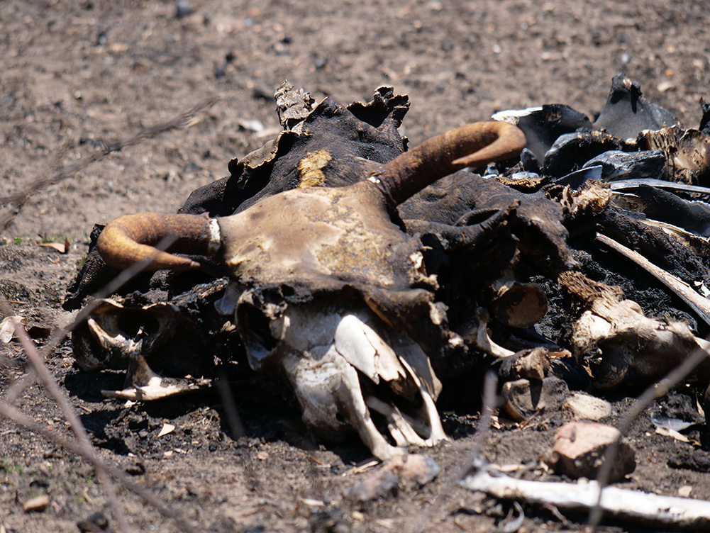 A photo of a decomposing bull, killed by bushfires. 