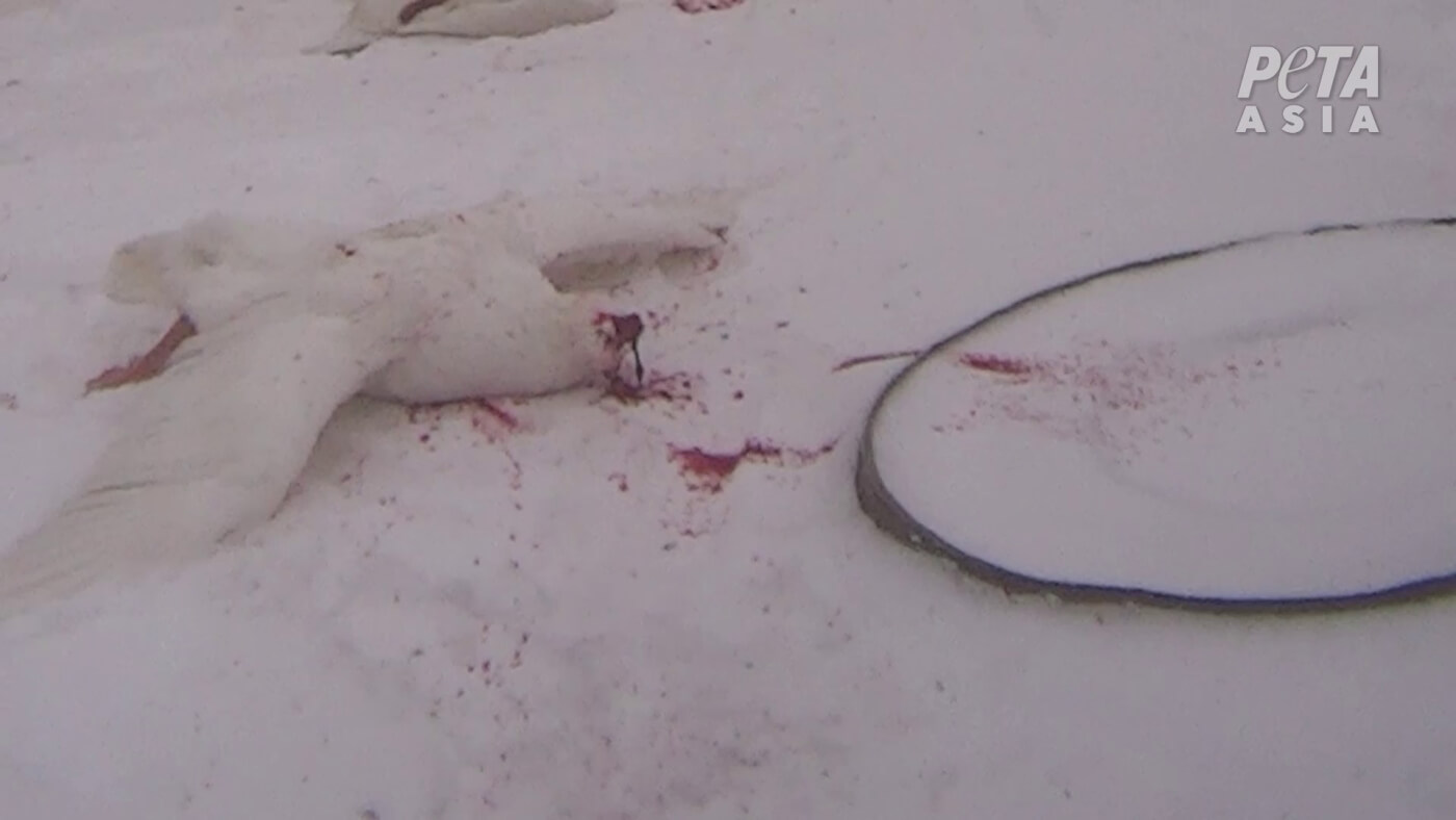 a headless goose in the snow