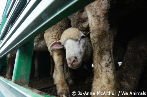 sheep die in transport