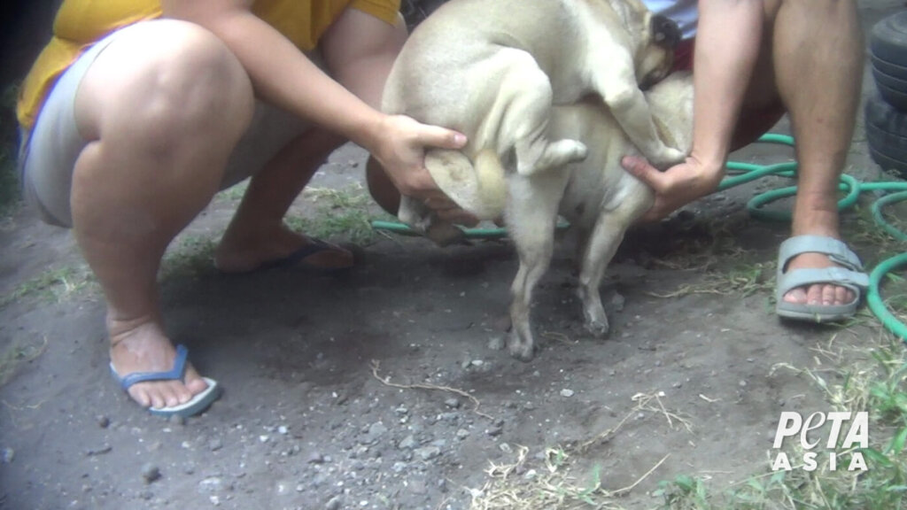 The investigator watched two breeders immobilise a female pug, guide a male pug on top of her, and hold them together until they mated.