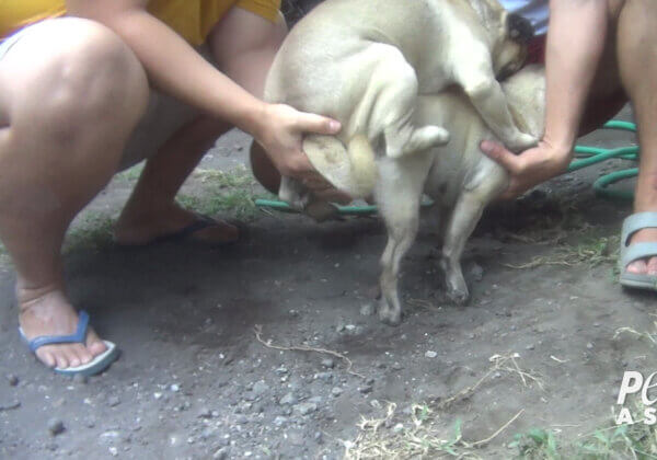 Indonesian Puppy Factory Footage Shows Disabled Dogs Crying in Despair