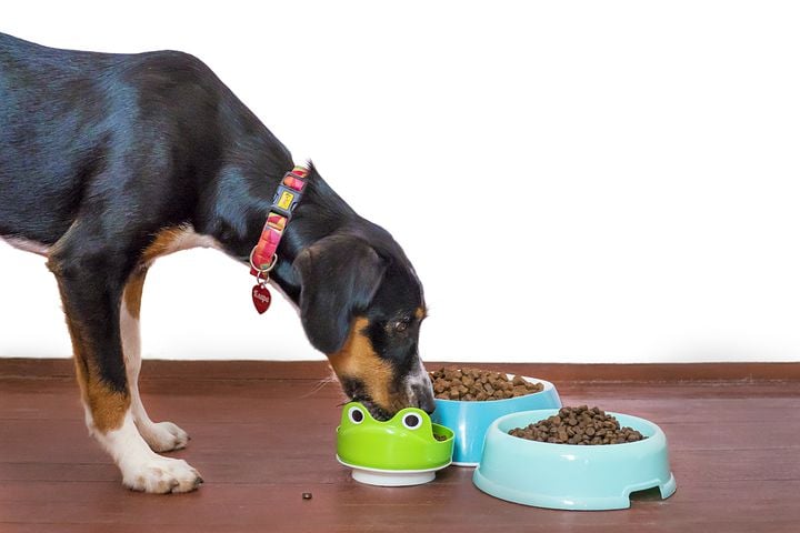 A dog eating from a bowl.