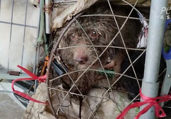 Illness, Injury, and Mutilation Uncovered at Vietnam Puppy Mills