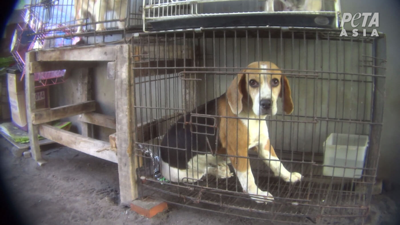 a beagle in a cage