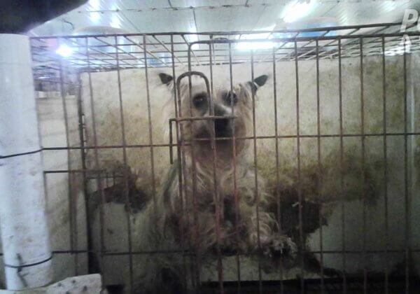 PETA Exposes Nightmare Puppy Mills in South Korea