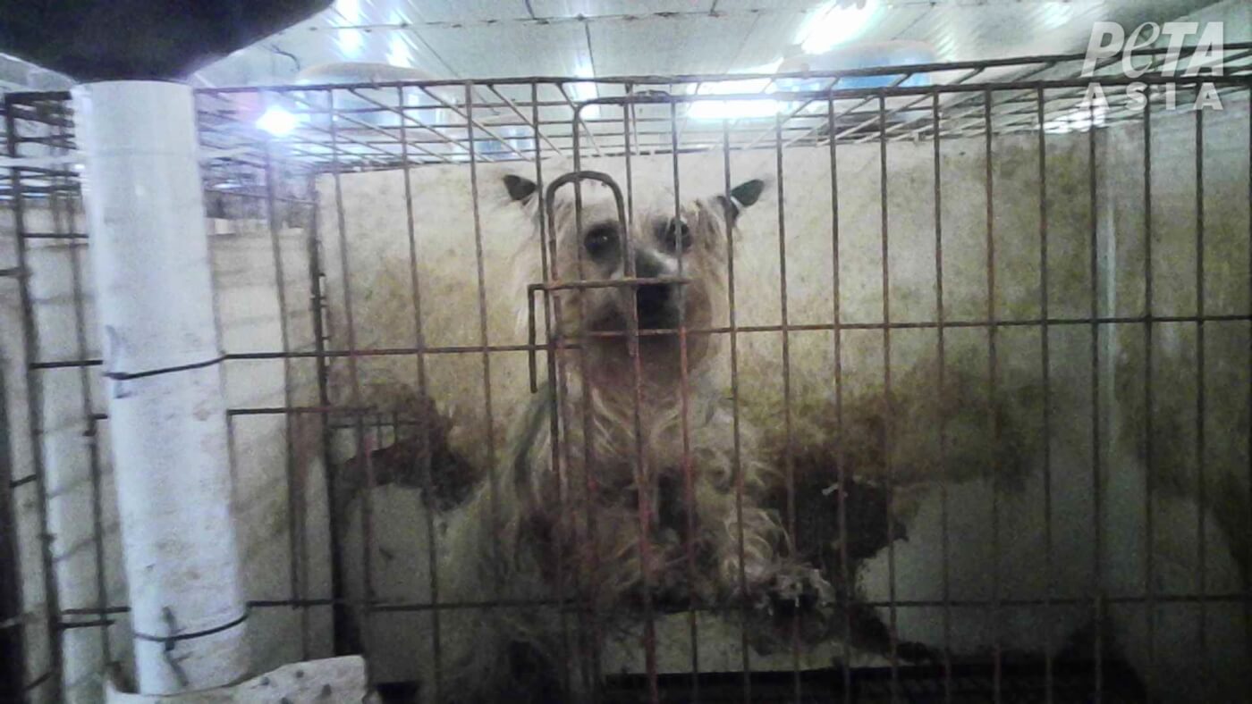 PETA Exposes Nightmare Puppy Mills in South Korea