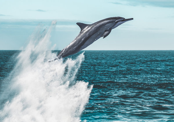 NSW Passes Monumental Regulations Protecting Dolphins!