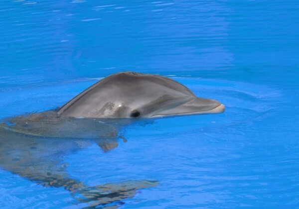 A photo of a dolphin in captivity.