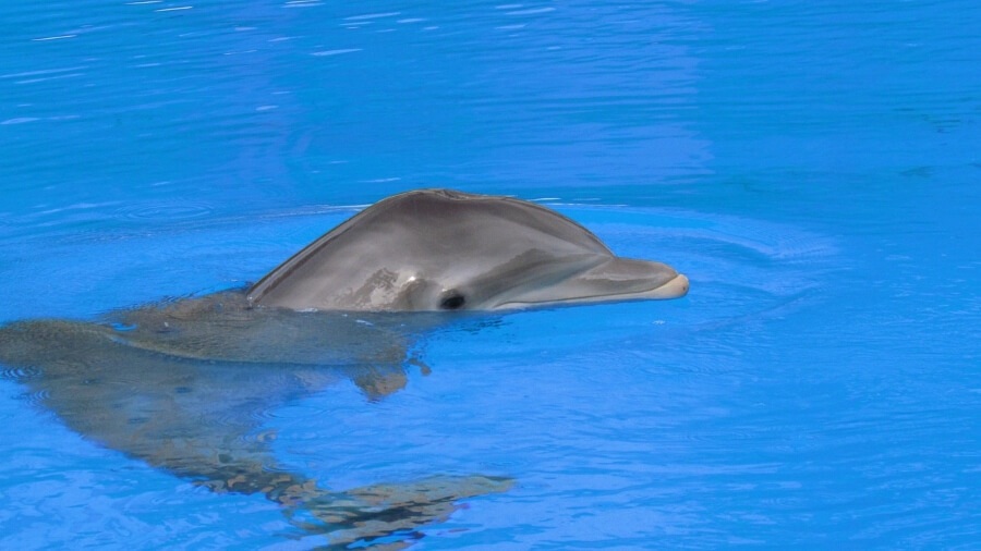 Elderly Dolphin With Cancer Forced to Perform in NSW
