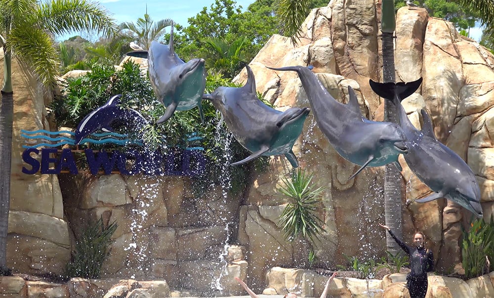 a photo of dolphins at Sea World jumping in unison.