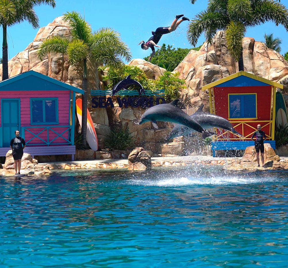 A photo of Sea World's dolphin show.