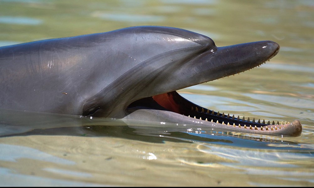 A photo of a dolphin at Sea World on the Gold Coast.