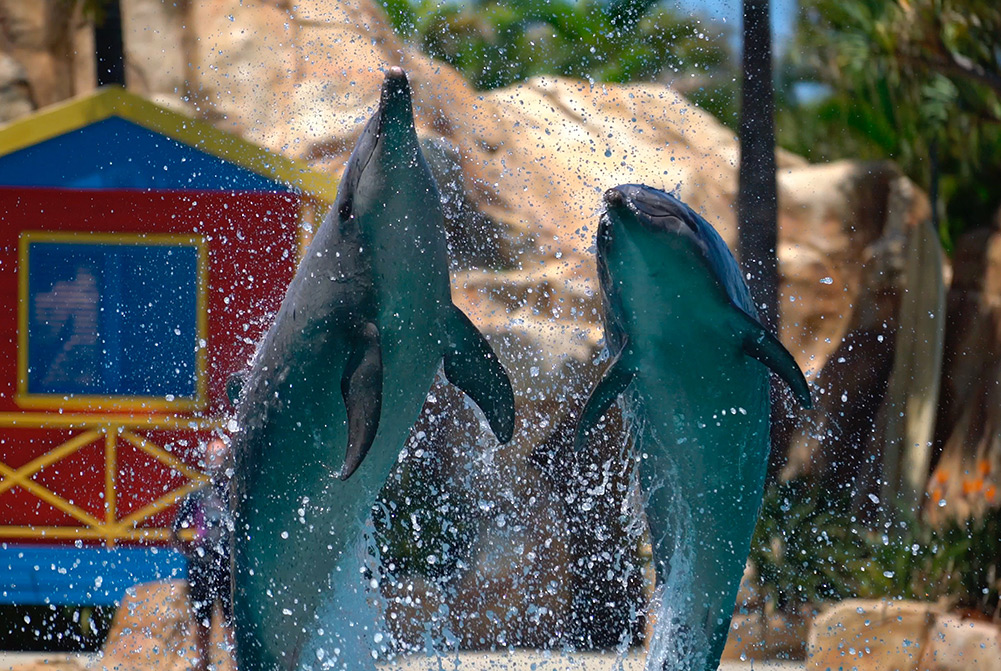 A photo of dolphins performing at Sea World on the Gold Coast