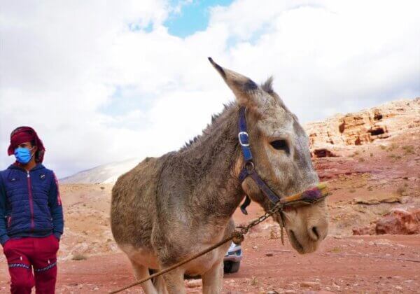 Outbreaks of Violence in Petra Blocked Animals From Getting Urgent Care