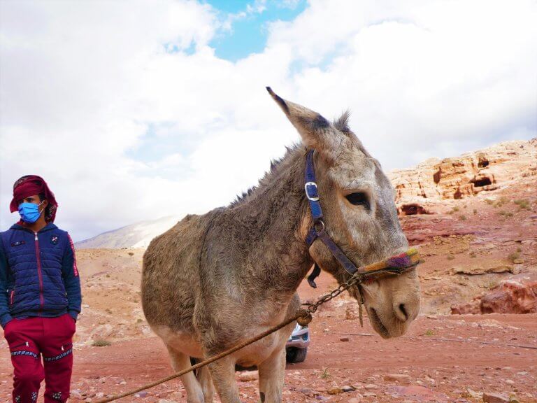 Outbreaks of Violence in Petra Blocked Animals From Getting Urgent Care