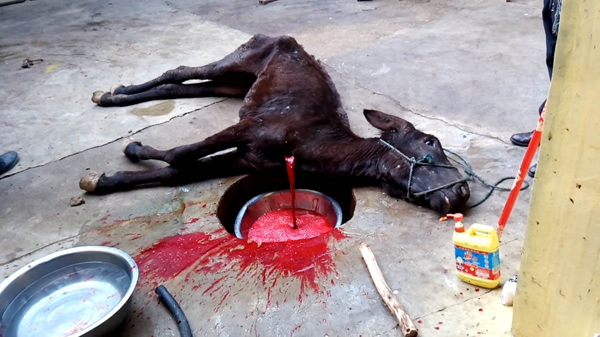 Prevent the Export of Live Australian Donkeys to the Chinese Ejiao Industry