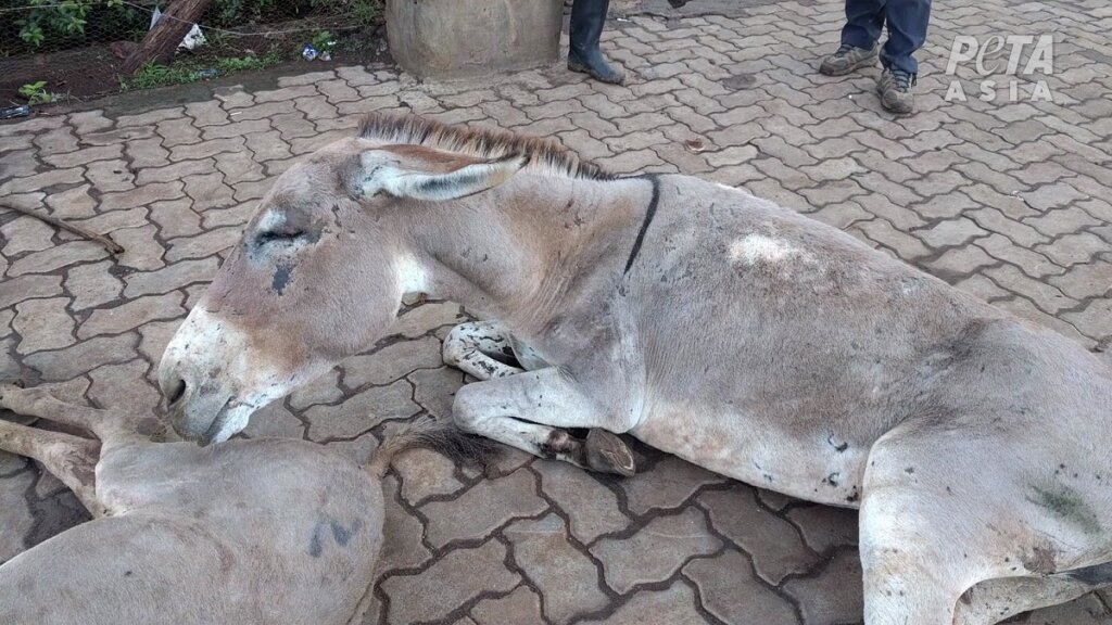 Image shows an injured donkey dumped outside slaughterhouse