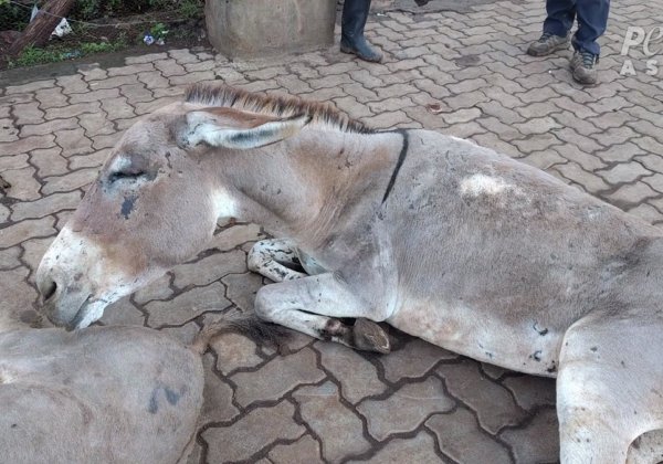 Kenya Bans Killing of Donkeys for Ejiao