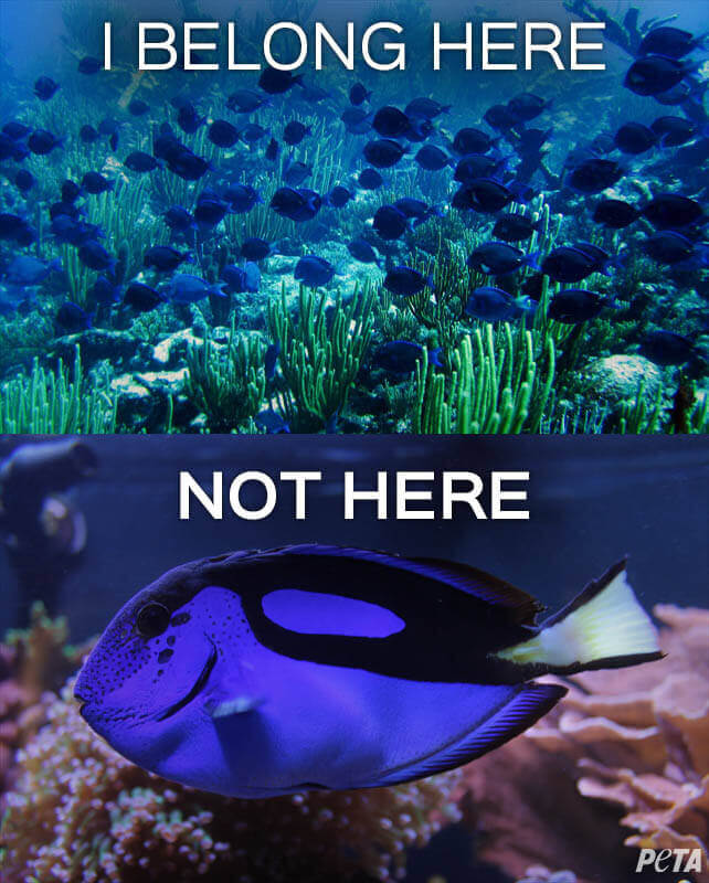 Dory-Belong-Here-Not-Here-PETA