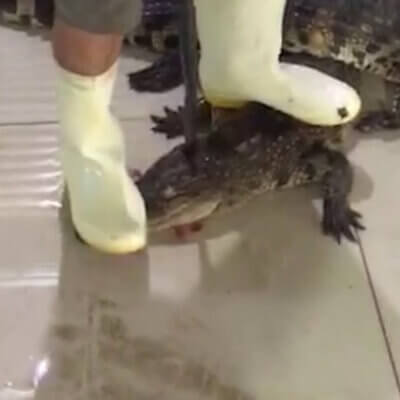 A worker stands on a crocodile and drives a metal blade into the animal's neck.