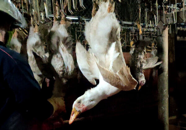 Ducks Stabbed for Feathers – Urge These Companies to Ditch Down