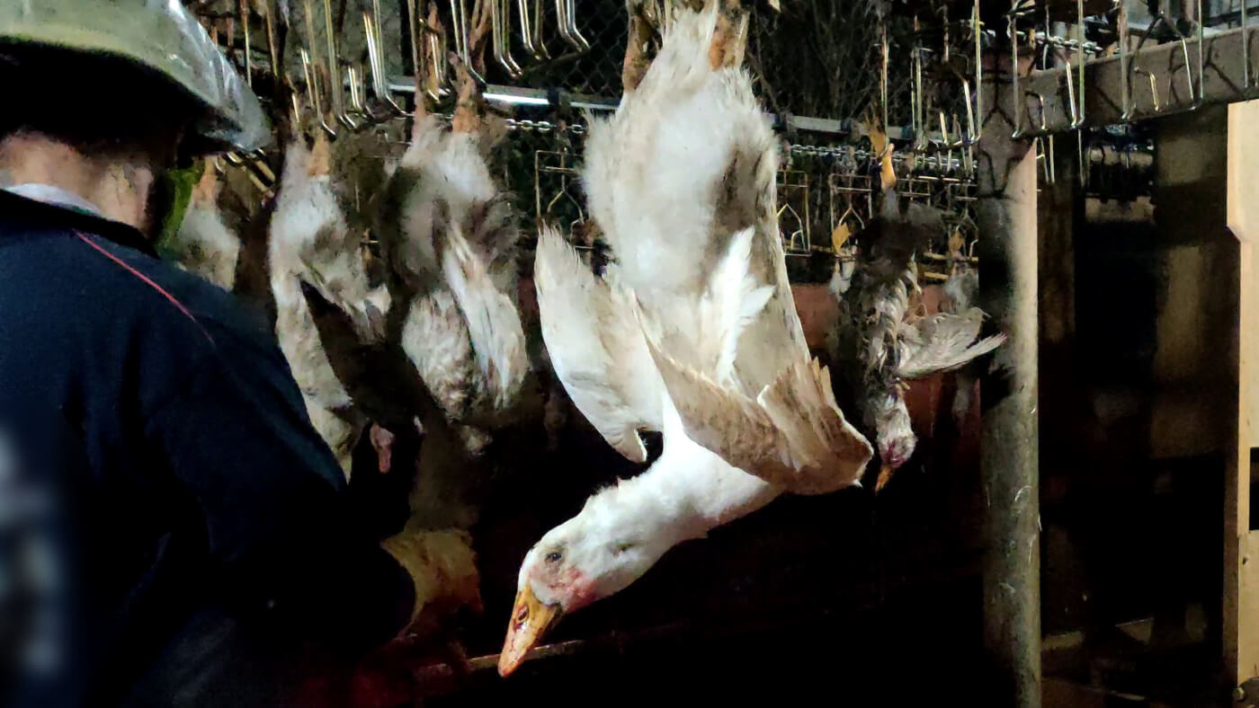 Ducks in shackles at the slaughterhouse
