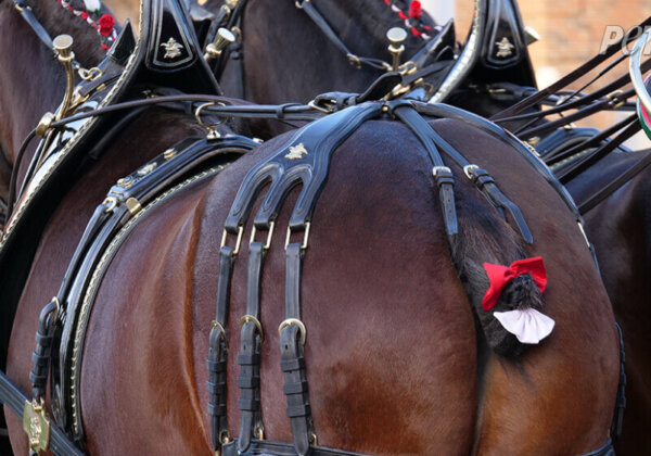 Help Stop Budweiser Using Horses With Amputated Tailbones
