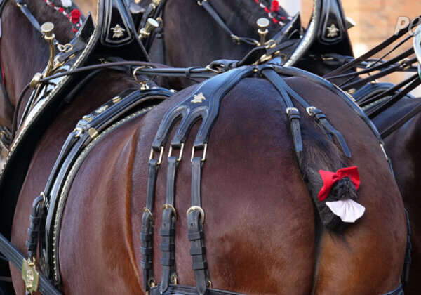 Horses Mutilated for Budweiser Adverts and Parades