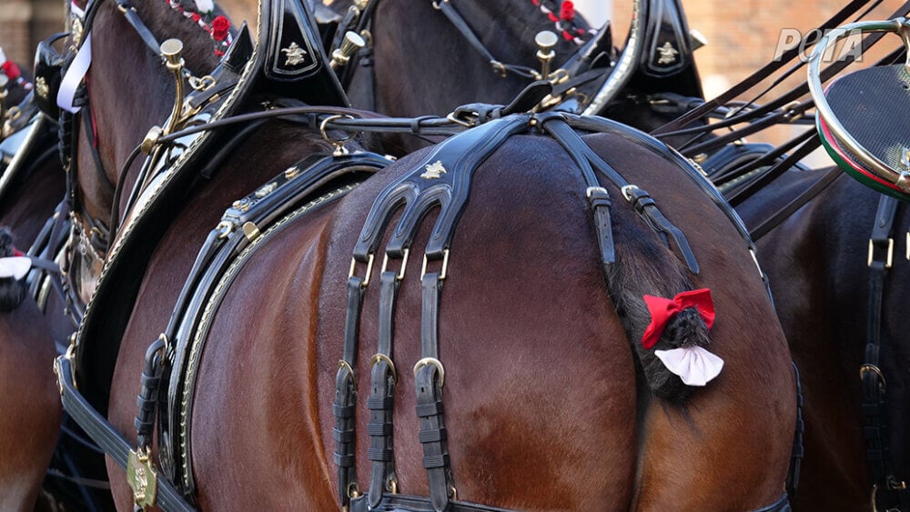 Horses Mutilated for Budweiser Adverts and Parades