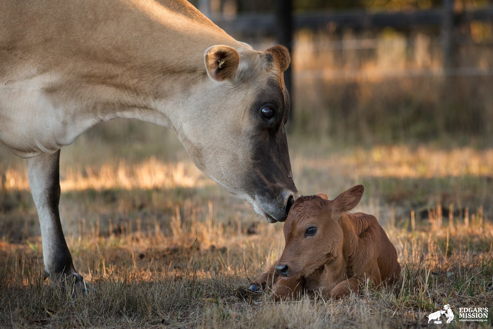 Story Time at Edgar’s Mission! Rescued Cow and her Calf Listen to Book About Them