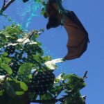 A flying fox caught in green netting, which is hard to see.