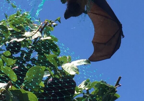 A flying fox caught in green netting, which is hard to see.