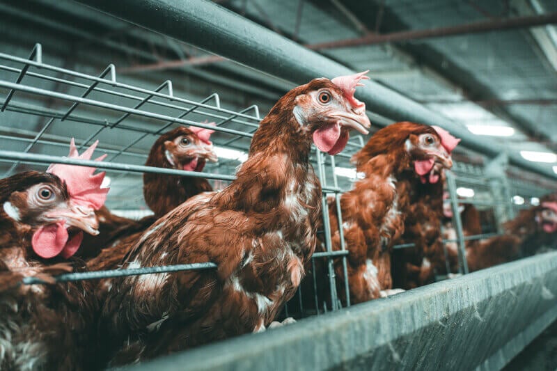 Several egg-laying hens poke their necks out of the battery cages they are confined to at a chicken egg farm in Australia.