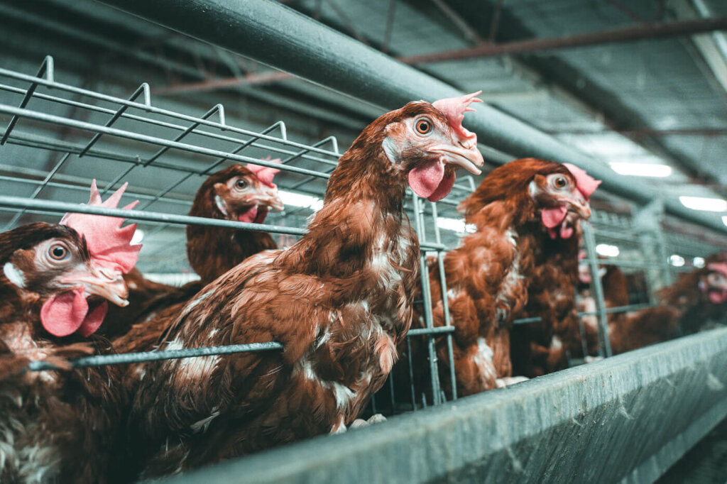 Several egg-laying hens poke their necks out of the battery cages they are confined to at a chicken egg farm in Australia.