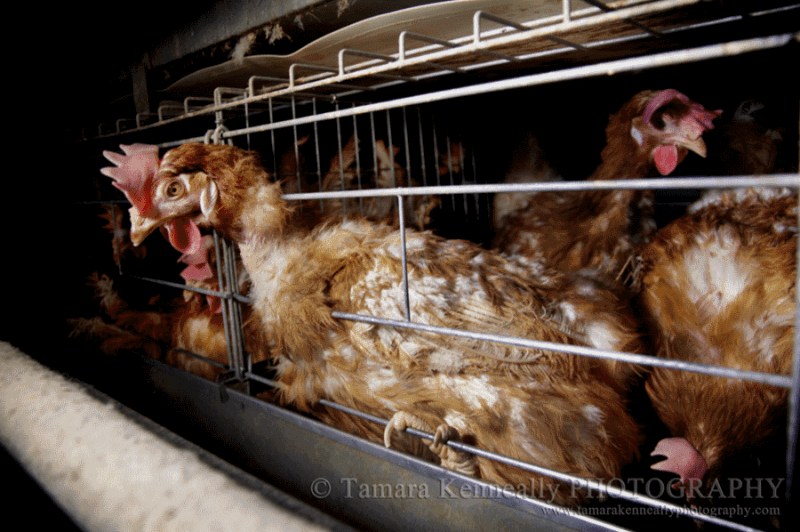 Egg farming in Australia.