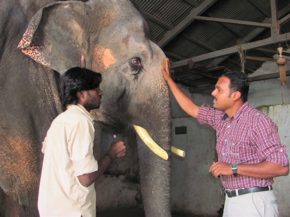 When Sunder was 13 years old, staff members with Animal Rahat (an Indian organisation supported by PETA) persuaded the temple to accept the free veterinary care they offered him.