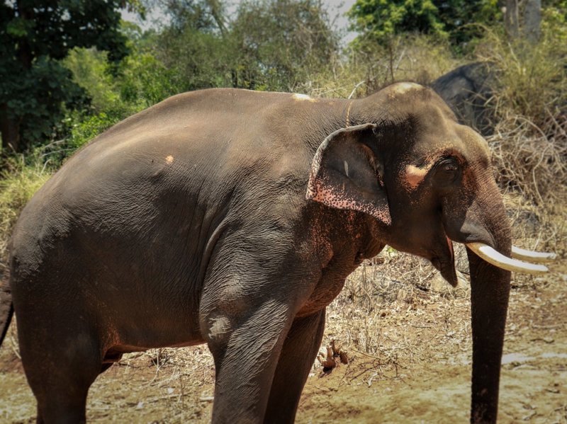 It has now been five years since Sunder stepped, curious, into his safe new home. 