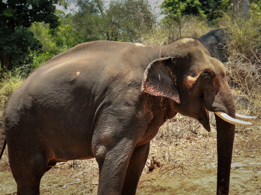 It has now been five years since Sunder stepped, curious, into his safe new home.