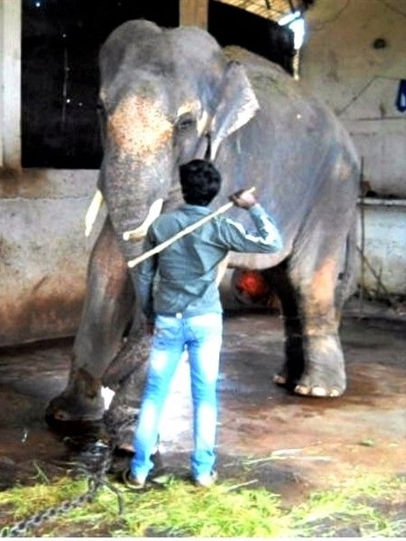 For years, Sunder was held captive in a temple in India, where he was used to attract visitors and donations and was beaten to make him "listen" and "behave".