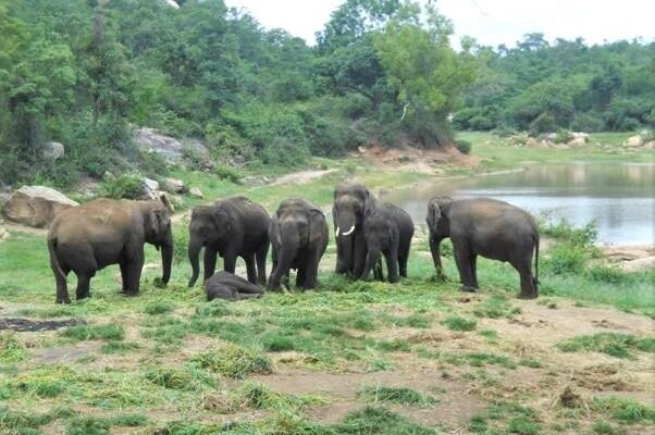 Today, perhaps more than ever, he still enjoys the sanctuary and spends his days foraging freely in the forest, playing in streams and ponds, and relishing the company of other elephants – all things that he'd never had a chance to experience before.