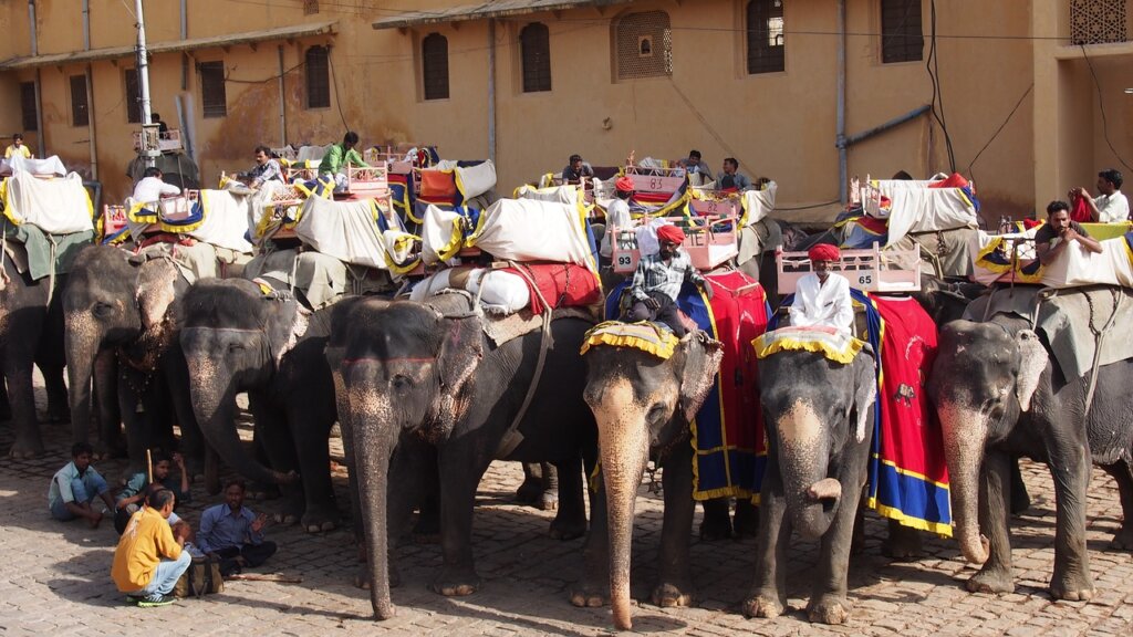 A photo of the elephants used for rides at Amer Fort.