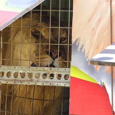 Lion in a trailer at the circus.